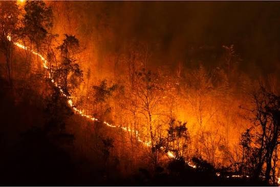 Kebakaran hutan di kalimantan barat